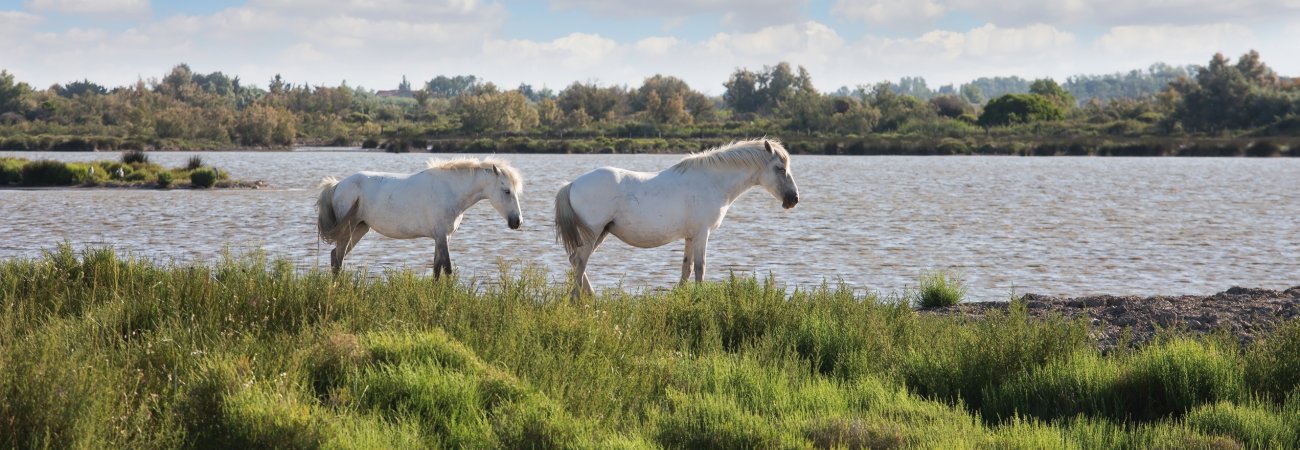 Weiße Pferde der Camargue © Kushnirov Avraham-fotolia.com