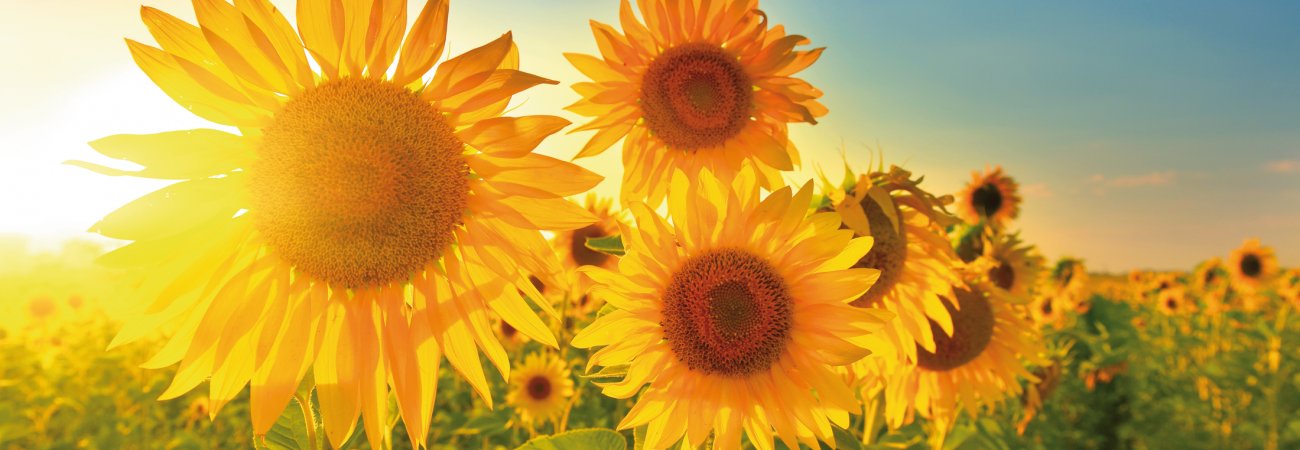 Sonnenblumen © denis_333-fotolia.com