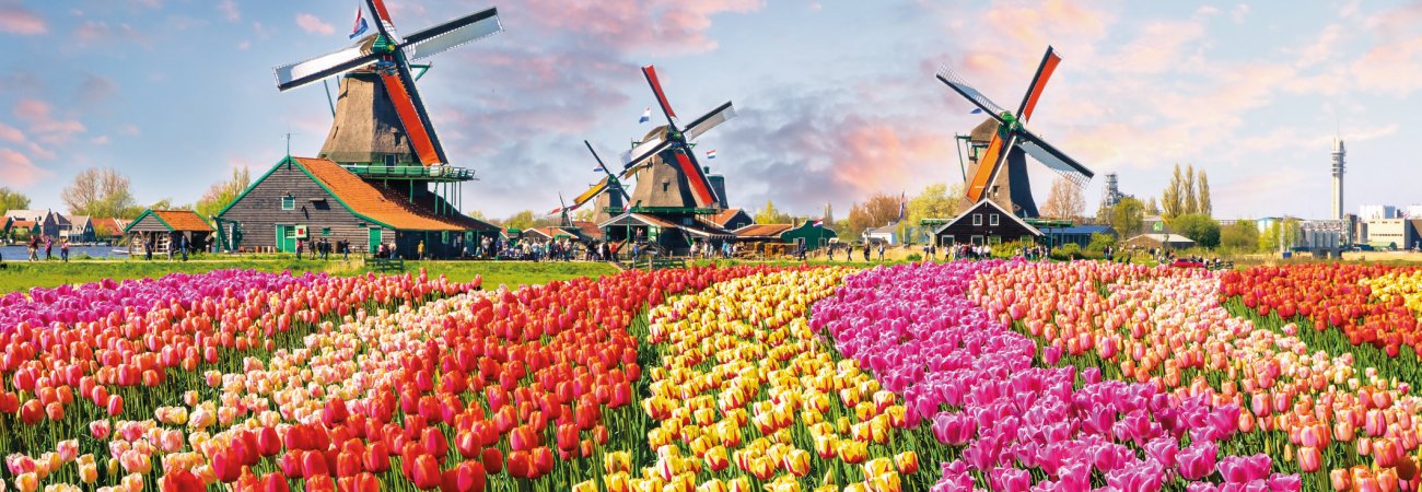 Tulpenfeld im Museumsdorf in Zaanse Schans &copy; Olena Z - stock.adobe.com