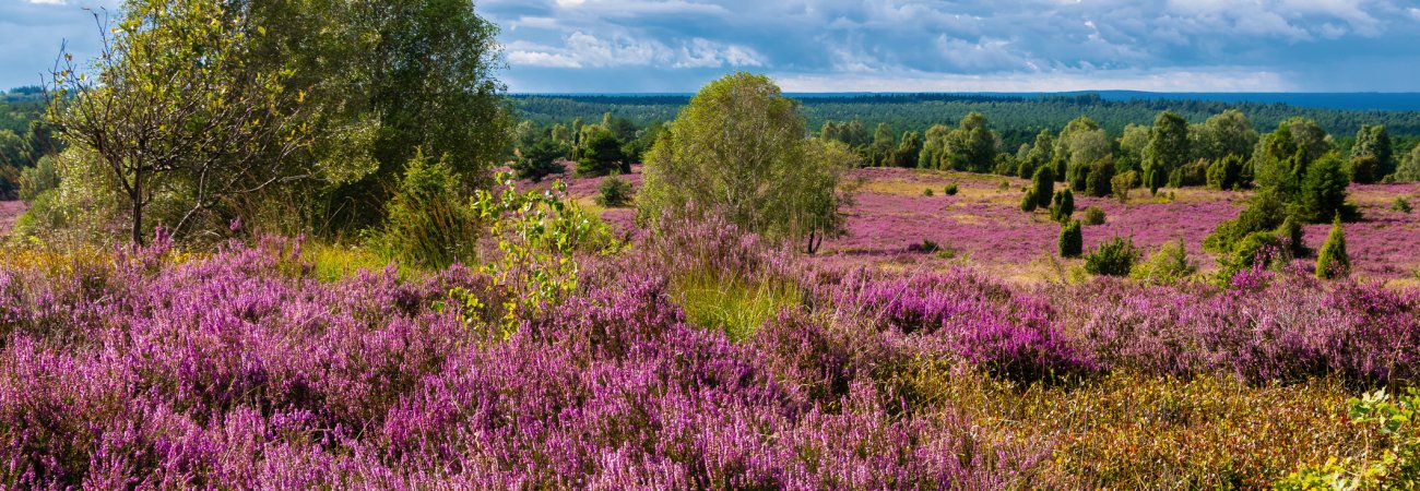 Die Lüneburger Heide in voller Blüte &copy; Jørgson Photography - stock.adobe.com