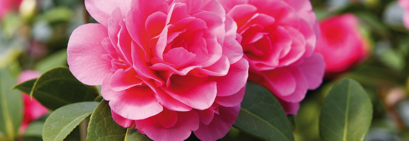 Kamelienblüte &copy; photocall - stock.adobe.com