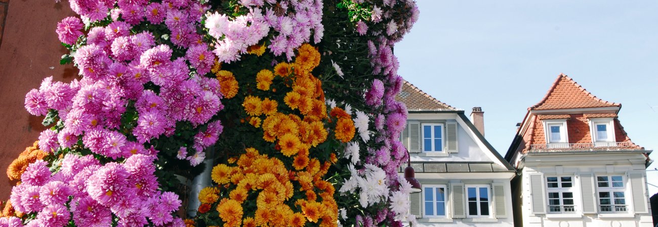 Chrysanthema Lahr © Stadt Lahr