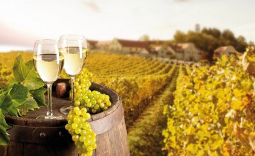 Weinprobe im Weinberg © Jag_cz-fotolia.com