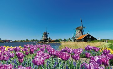 Tulpenblüte in Holland © Lsantilli-fotolia.com