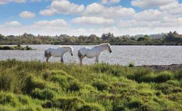 Weiße Pferde der Camargue © Kushnirov Avraham-fotolia.com