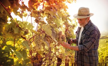 Winzer bei der Weinlese © Alexander Raths-fotolia.com