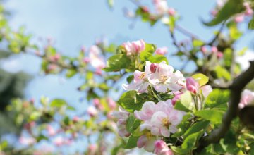 Frühling © K.-U. Häßler-fotolia.com