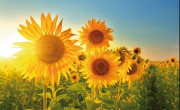 Sonnenblumen © denis_333-fotolia.com