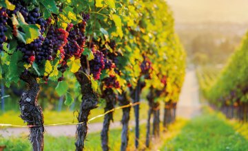 Weinberg mit roten Trauben bei Sonnenuntergang © magicbeam-fotolia.com