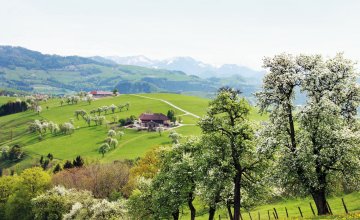 Frühling in Ertl, Birnbaumblüte © weinfranz.at, Franz Weingartner