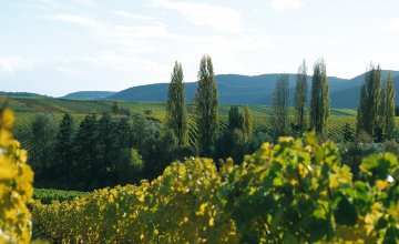 Die Südliche Weinstraße - Toskana Deutschlands © Südliche Weinstraße