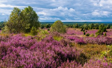 Die Lüneburger Heide in voller Blüte © Jørgson Photography - stock.adobe.com