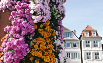 Chrysanthema Lahr © Stadt Lahr