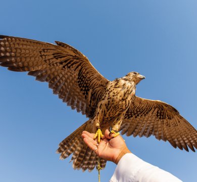 &copy; Hamdi Bendali - stock.adobe.com