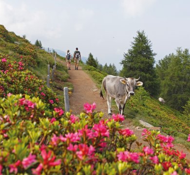 &copy; Tourismusverein Schenna/ Frieder Blickle