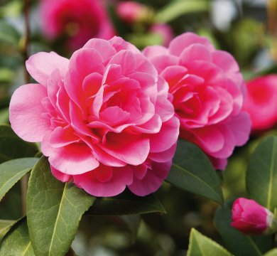 &copy; photocall - stock.adobe.com